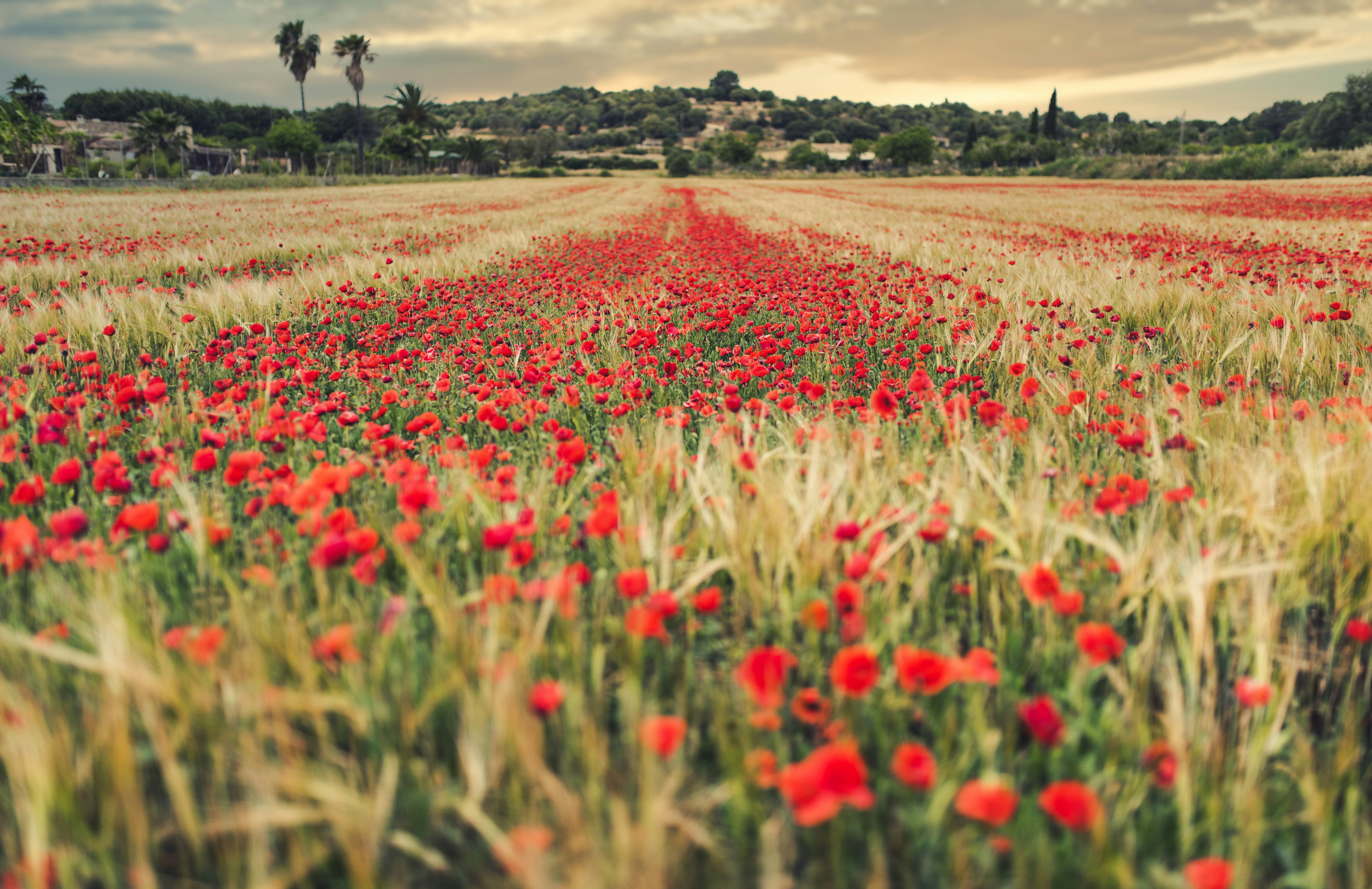 red flower field during daytime